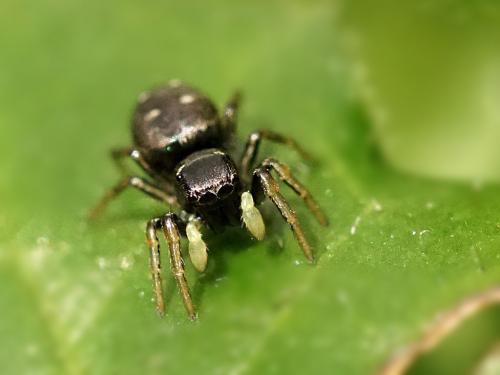 Réf. 249 864 : Heliophanus cupreus